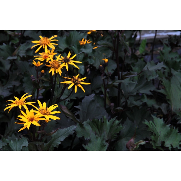 Ligularia'Osiris Cafe Noir'