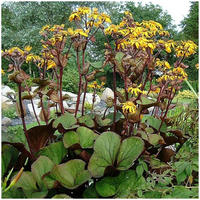 Ligularia dentata'Desdemona' 
