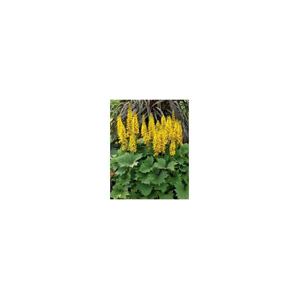 Ligularia stencephala'Little Rocket'