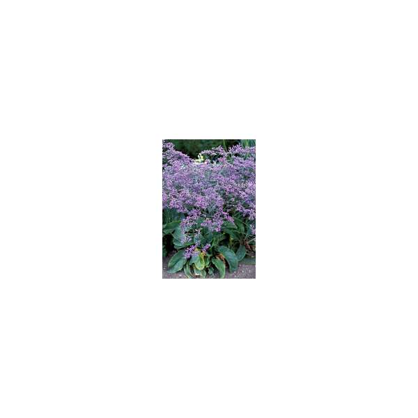 Limonium latifolium