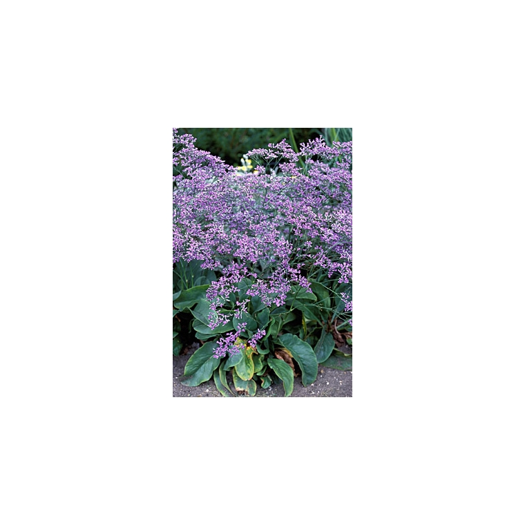 Limonium latifolium