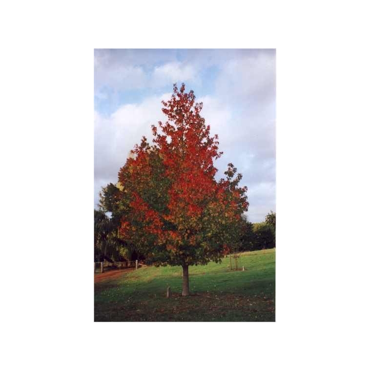 Liquidambar styraciflua'Lane Roberts' 