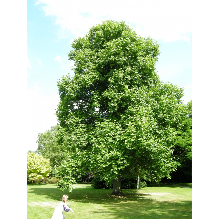 Liriodendron tulipifera 