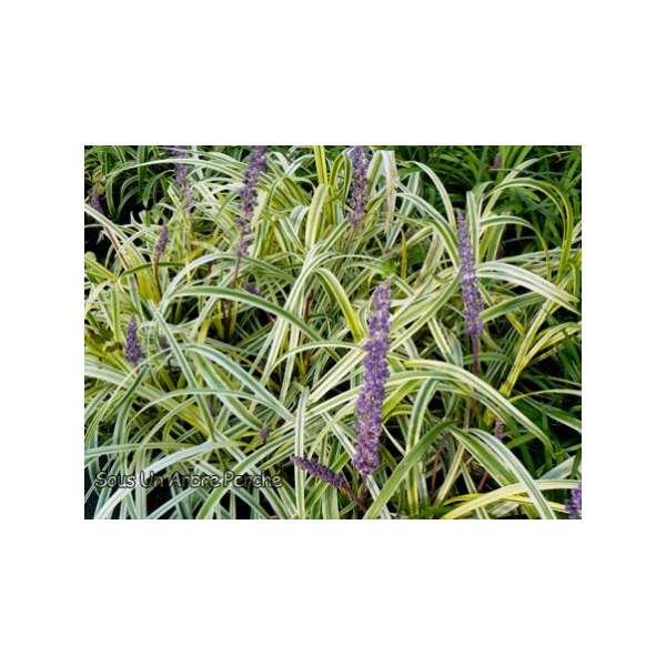 Liriope muscari'John Burch'