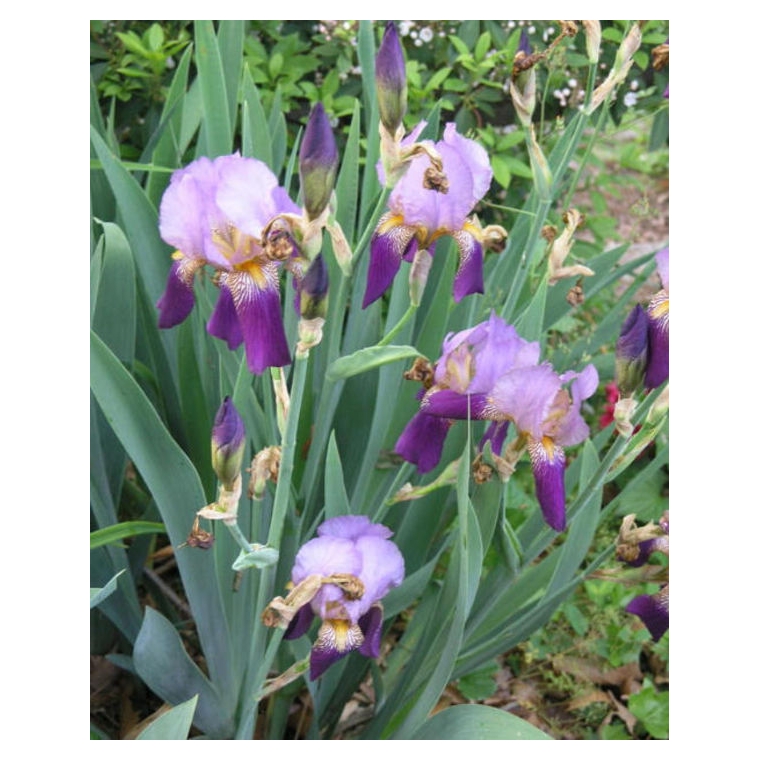 Iris germanica'Alcazar'