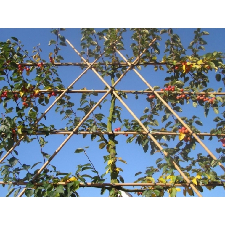 Malus'Evereste' leivorm 