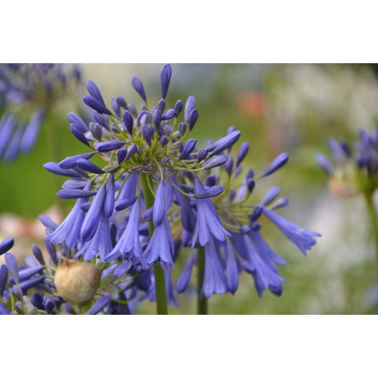 Agapanthus'Loch hope' 