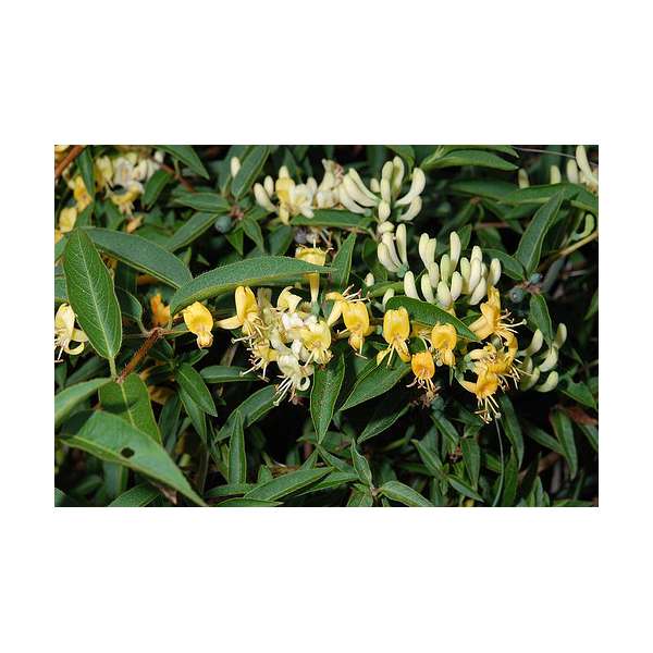 Lonicera acuminata 