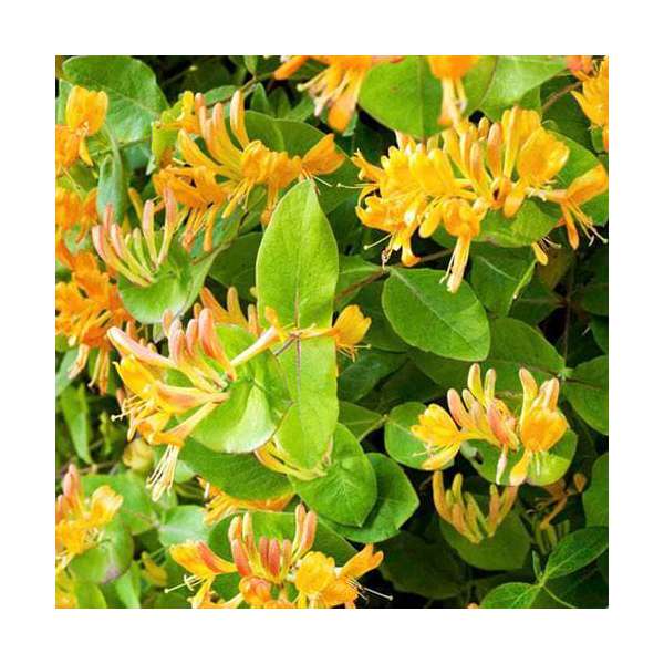Lonicera henryi'Copper Beauty' 