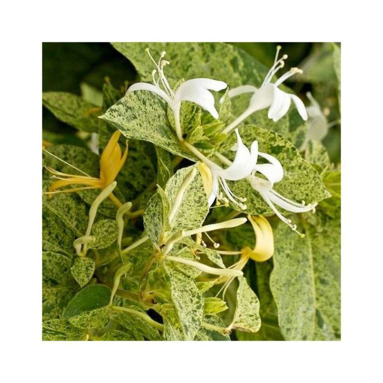 Lonicera japonica'Mint Crisp' 