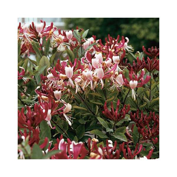 Lonicera periclymenum'Caprillia Imperial' 