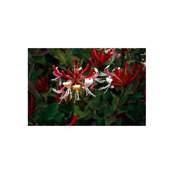 Lonicera japonica'Red World' 