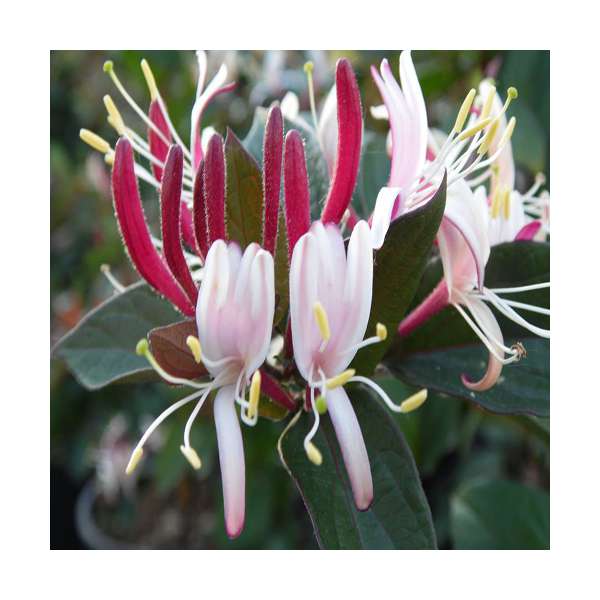 Lonicera japonica chinensis 
