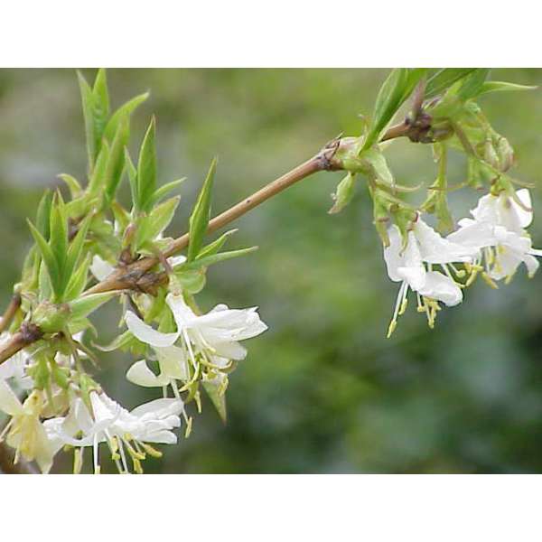 Lonicera fragrantissima 