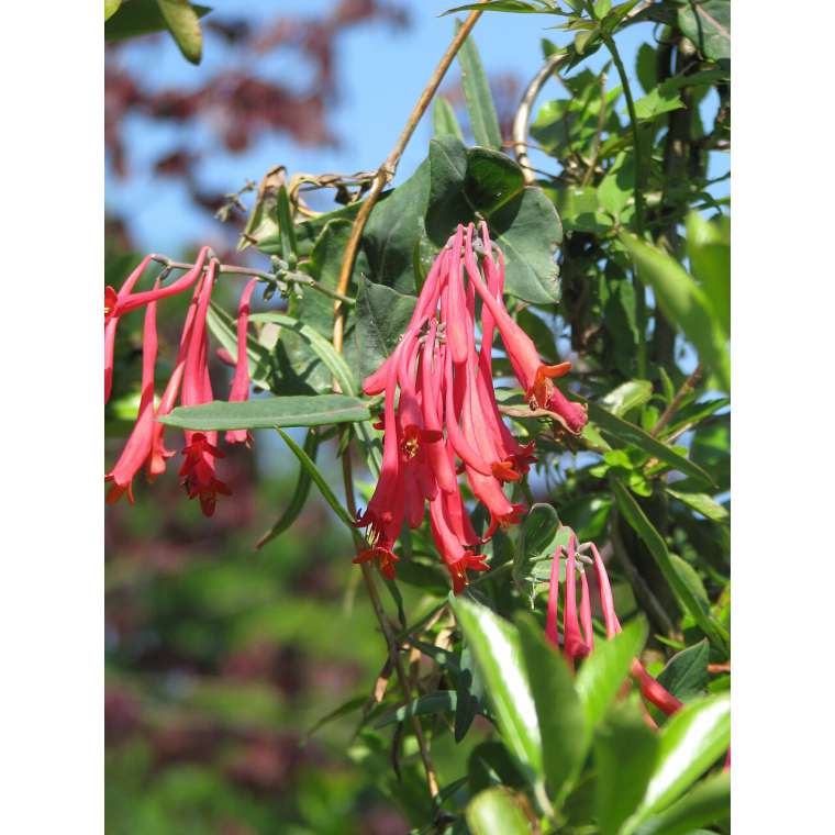 Lonicera sempervirens'Cedar Lane' 
