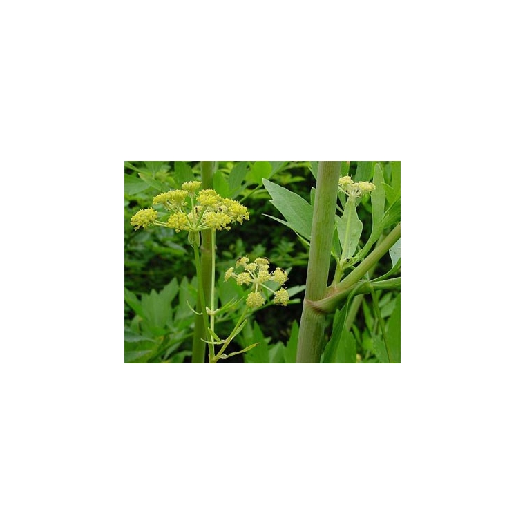 Levisticum officinale