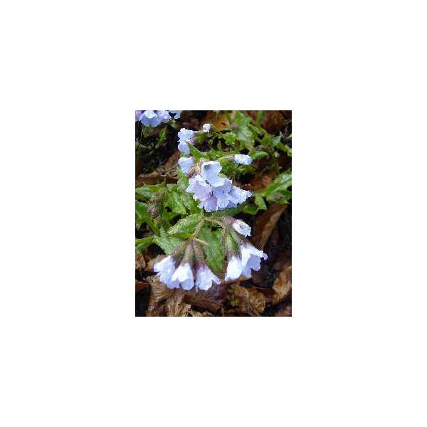 Pulmonaria saccharata'Blue mist'