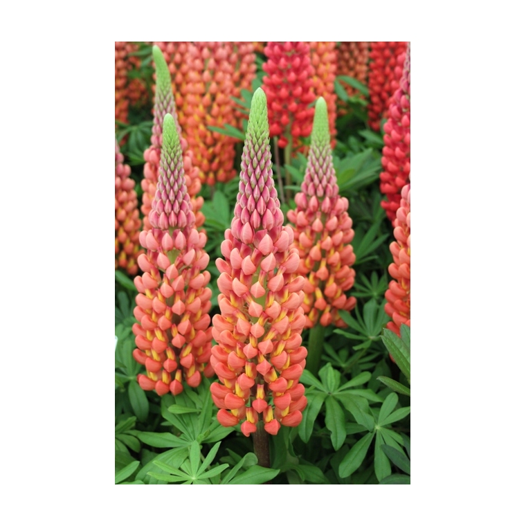 Lupinus'West Country Towering Inferno' 