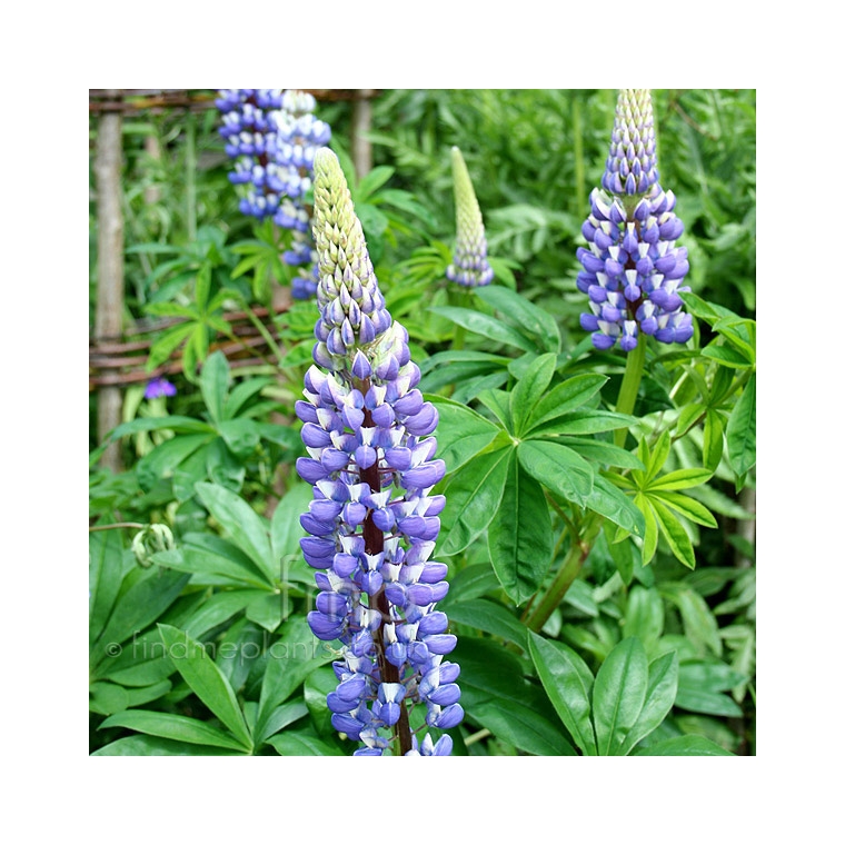 Lupinus'The Governor'
