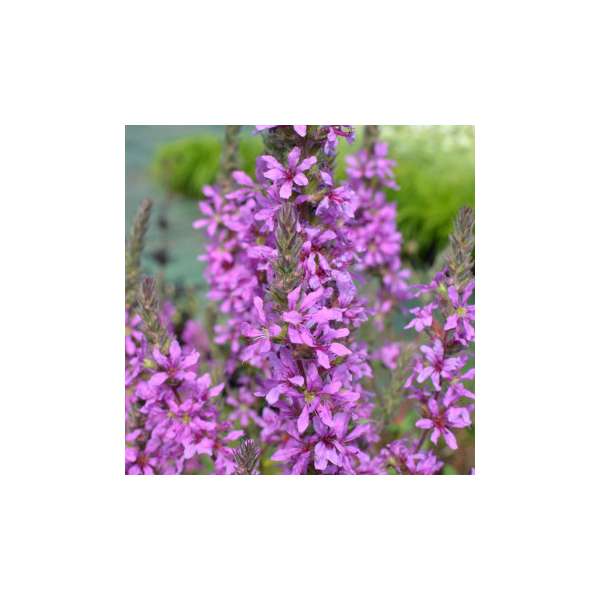 Lythrum virgatum'Rose Queen'