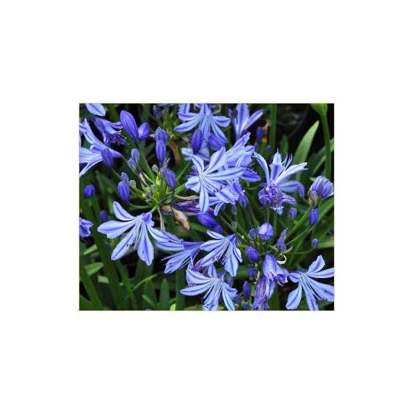 Agapanthus'Charlotte' 