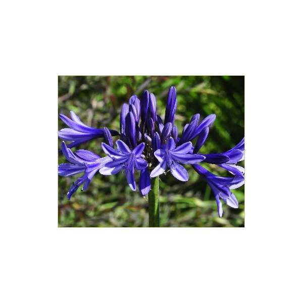 Agapanthus'Navy Blue' 