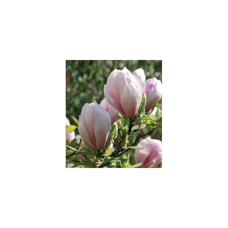 Magnolia soulangeana'Sundew' 