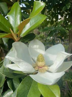 Magnolia grandiflora 
