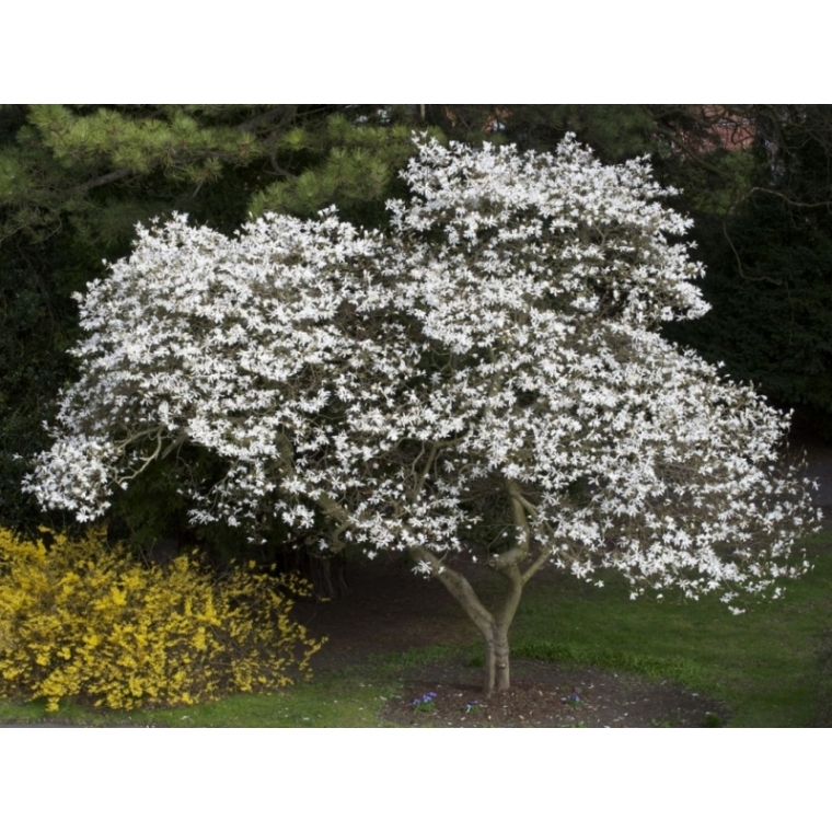 Magnolia kobus 