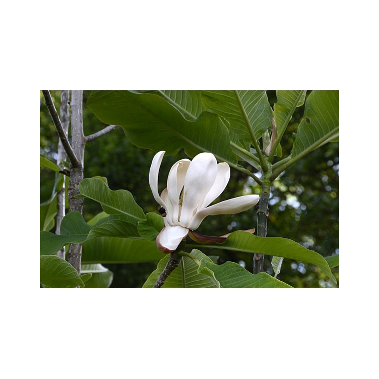 Magnolia officinalis 
