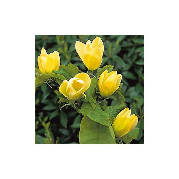 Magnolia brooklyensis'Yellow bird' 