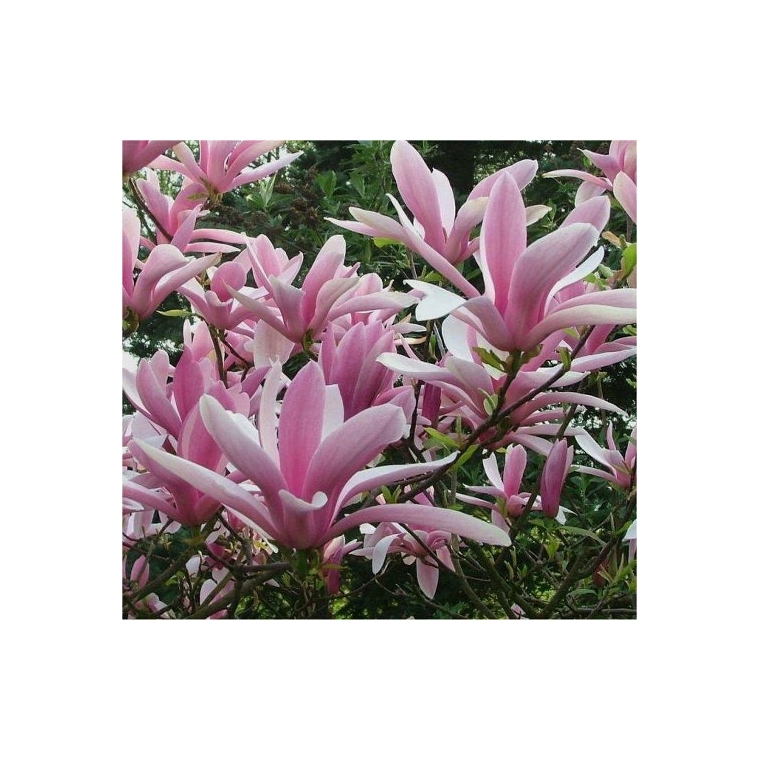 Magnolia'George Henry Kern' 