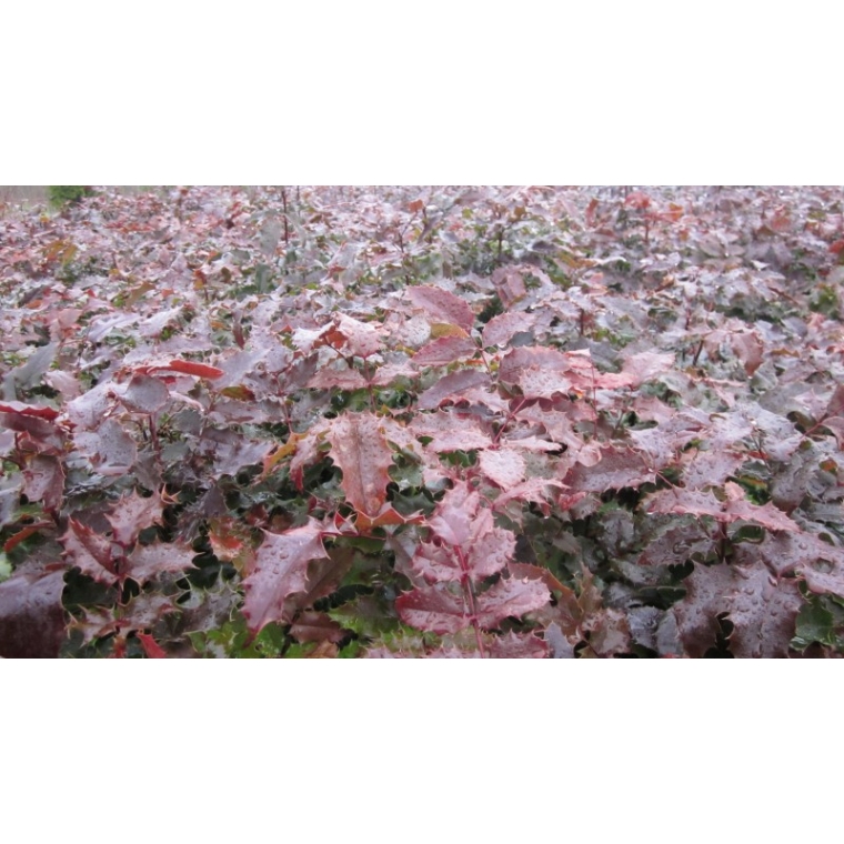 Mahonia aquifolium'Atropurpurea' 