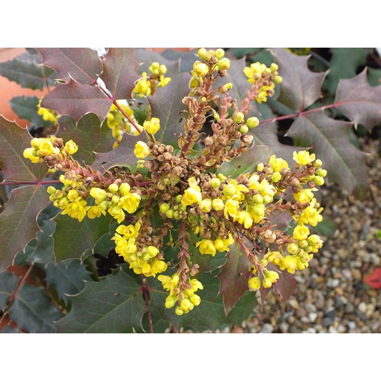Mahonia wagneri'Vicaryi' 