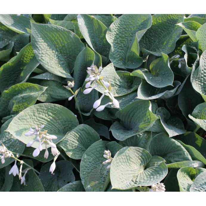 Hosta'Big Mamma'