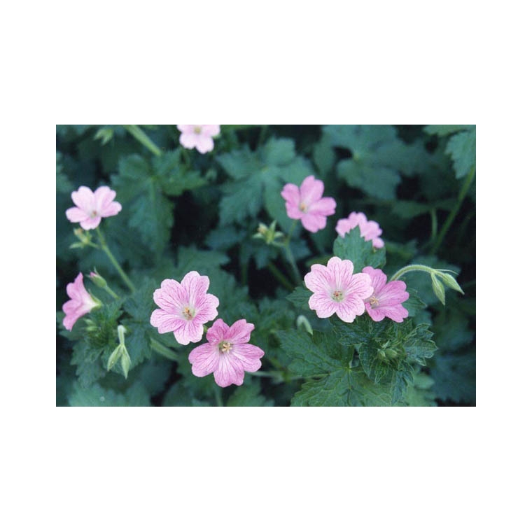 Geranium oxonianum'Clarice Druce'