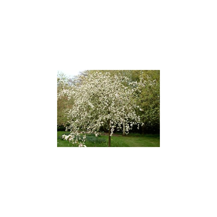 Malus'Crittenden' 
