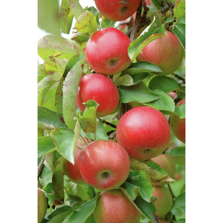 Appel'Rode Boskoop S.H.' 