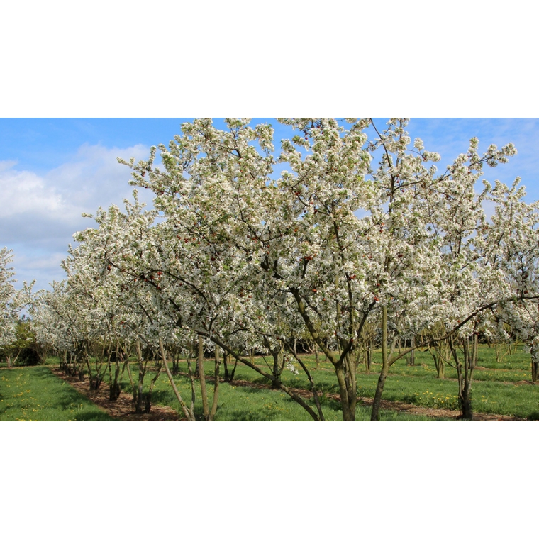 Malus'Evereste' 