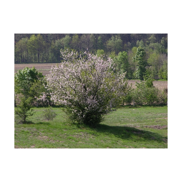 Malus sylvestris 