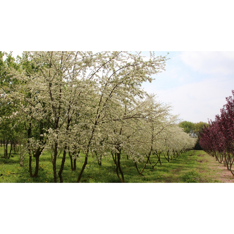 Malus toringo'Brouwer's Beauty' 