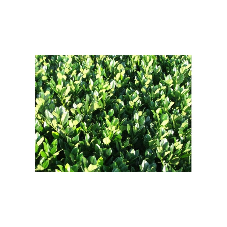 Prunus laurocerasus'Mano' 