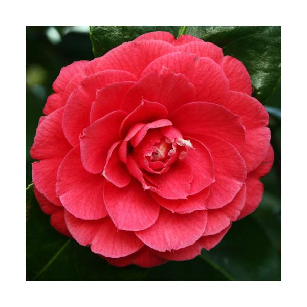 Camellia japonica'rubra' 