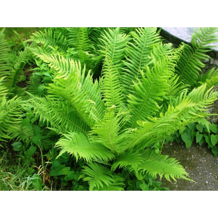 Matteuccia struthiopteris