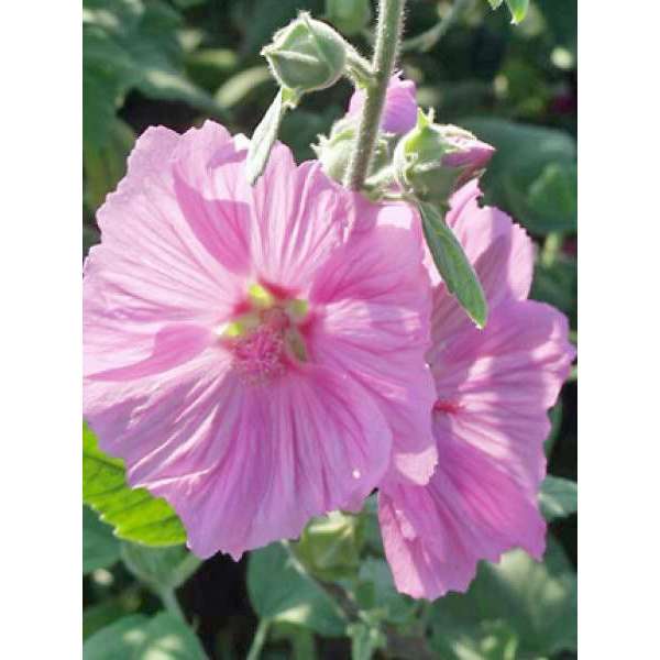 Lavatera'Candy Floss'