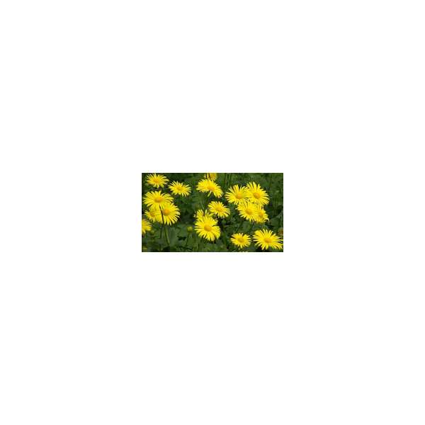 Doronicum orientale