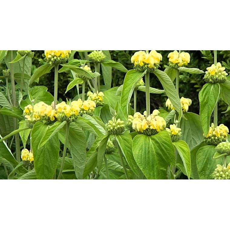 Phlomis russelina 