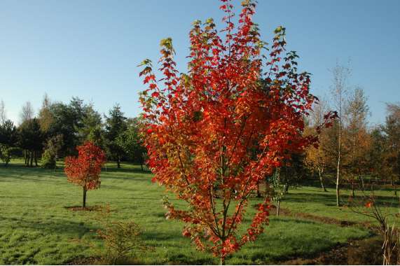 Acer rubrum'Brandywine' 