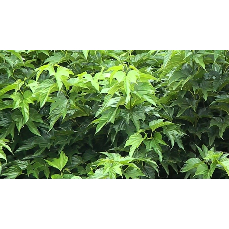 Morus alba'Macrophylla' 