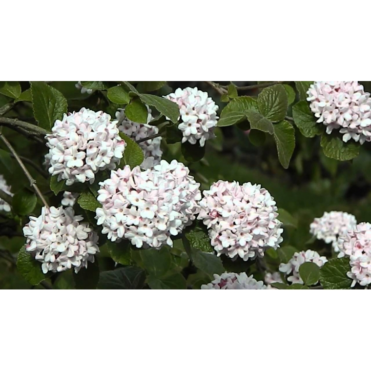 Viburnum carlcephalum 